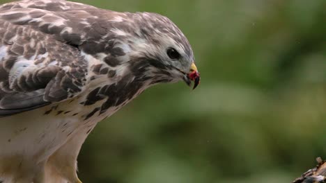 Close-up-profile-of-bird-of-prey-eating-raw-meat-from-its-prey