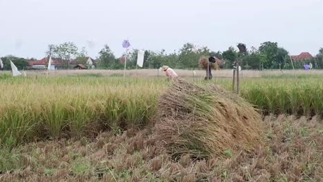 Farmer-threshing-rice,-Farmer-harvest-rice,countryside-Indonesia,-Cirebon,-West-Java
