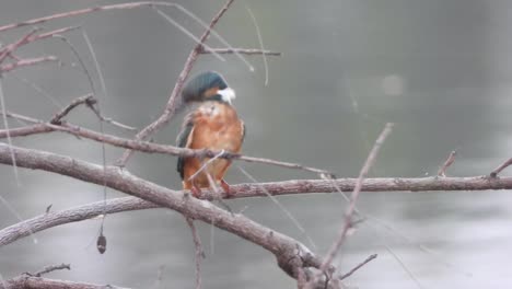 Kingfisher-in-pond-area-