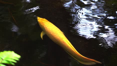 Single-vibrant-golden-yellow-koi-fish,-amur-carp,-cyprinus-rubrofuscus-swimming-gracefully-in-the-pond-with-blurred-foliage-in-the-foreground,-handheld-motion-close-up-shot,-oriental-Japanese-garden
