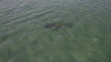 Dugong,-Der-Unter-Klarem-Blauem-Meer-Schwimmt