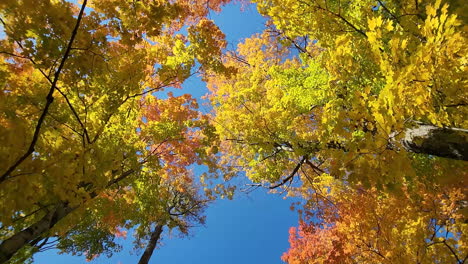 Looking-up-at-leaves-falling-from-golden-orange-autumn-woodland-tree-canopy