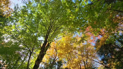 Looking-upward-at-the-overgrown-maple-trees-as-the-sun-shines-through-the-translucent-leaves-of-the-treetop-canopy-on-a-beautiful-autumn-day,-Canada