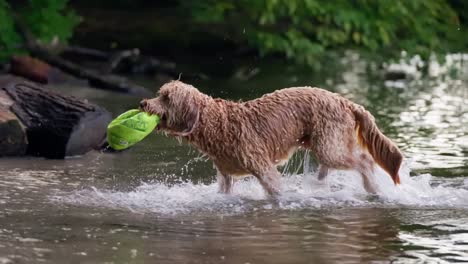 Nahaufnahme-Eines-Goldendoodle-Hundes,-Der-Mit-Einem-Ball-Im-Mund-Aus-Dem-Wasser-Läuft