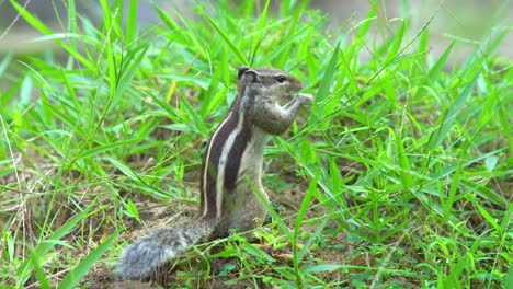 Eichhörnchen,-Das-Gras-Auf-Dem-Feld-Frisst