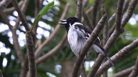 Close-up-shot-of-a-pied-butcherbird,-cracticus-nigrogularis,-Australian-native-songbird-found-perching-on-treetop,-singing-fluty-and-melodic-song-in-urban-park-at-Queensland