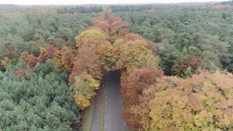 Drone-shot-of-a-car-driving-down-a-forest-road