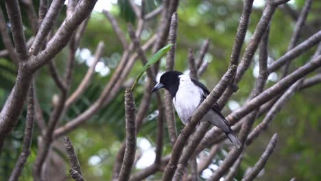 Wild-pied-butcherbird,-cracticus-nigrogularis,-songbird-native-to-Australia-found-perching-on-treetop-in-an-urban-environment,-singing-fluty-and-melodic-song-in-the-open-space-at-Queensland