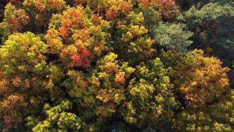 Goldener-Herbstwald-Mit-Bunten-Bäumen,-Luftdrohnenansicht