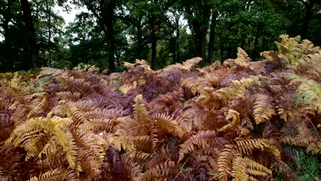 Waldfarne-In-Voller-Herbstfarbe-Wiegen-Sich-In-Einer-Sanften-Brise,-Warwickshire,-England