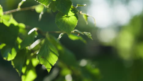 Sunny-birch-tree-leaves-in-the-wind-with-green-foliage