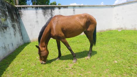Brown-horse-chewing-on-grass-and-lowering-its-head-to-eat