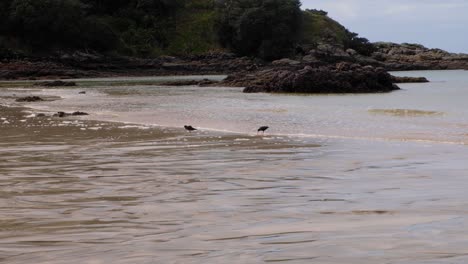 Pair-of-native-black-Oystercatcher-birds-wading-in-the-shallows-of-ocean-coastline-searching-for-food-in-North-Island-of-New-Zealand-Aotearoa
