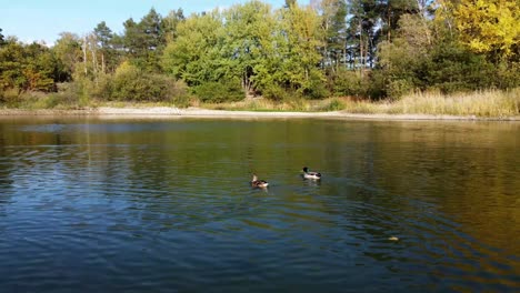 Following-ducks-as-they-swim-around-a-lake