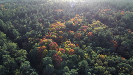 Golden-Autumn-Forest-With-Colorful-Trees,-Aerial-Drone-View