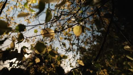 Herbst,-Gelbe-Blätter-Hintergrundbeleuchtung-Durch-Sonne,-Die-In-Starkem-Wind-Schwankt