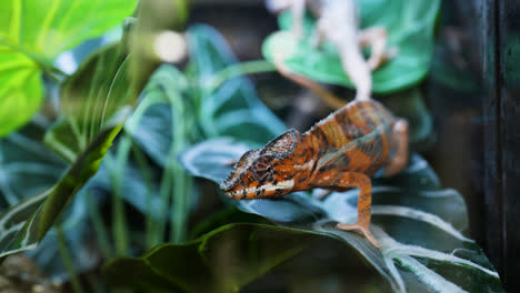 A-Madagascan-Chameleon-crawls-along-some-leaves-inside-it's-vivarium