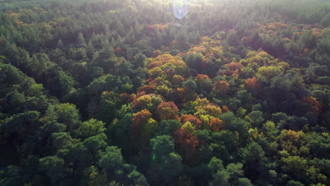 Bosque-De-Otoño-Dorado-Con-árboles-Coloridos,-Vista-Aérea-De-Drones