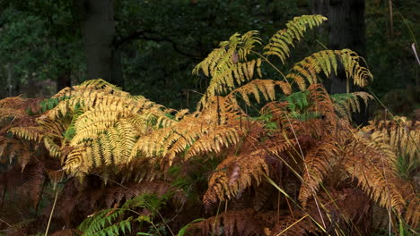 Woodland-Ferns-in-full-autumn-colour-sway-in-a-gentle-breeze,-Warwickshire,-England