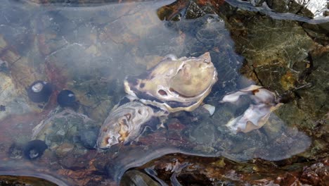 Close-up-of-oysters,-snails-marine-life-living-in-coastal-rock-pools-with-crystal-clear-ocean-water-in-New-Zealand-Aotearoa