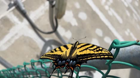 Nahaufnahme-Eines-Gelben-Schmetterlings