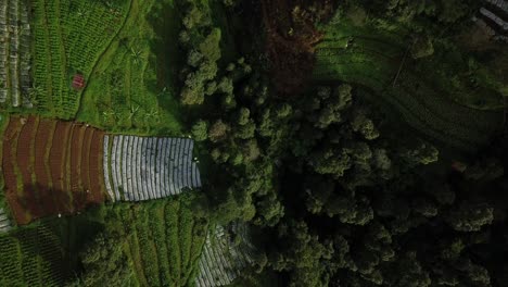 Overhead-drone-shot-of-lush-terraced-vegetable-plantation-on-the-mountain-valley---Tropical-rural-landscape