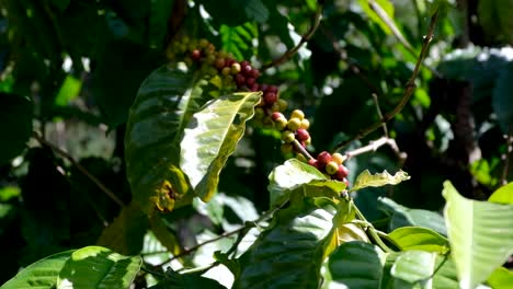 Ripe-and-unripe-Arabica-coffee-cherry-beans-growing-on-coffee-plant-branch-on-rural-countryside-farm-in-Ermera-district,-Timor-Leste,-Southeast-Asia