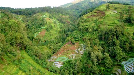 Reveal-drone-footage-slope-of-mountain-that-the-forest-has-been-converted-into-agricultural-land,-Forest-damage-due-to-deforestation---Slope-of-Sumbing-Mountain