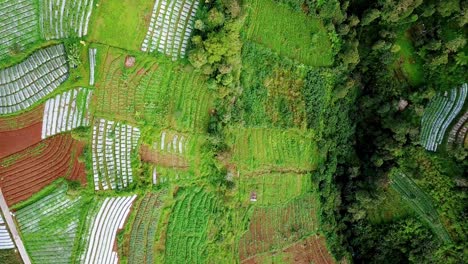 Overhead-drone-video-of-terraced-vegetable-plantation-on-the-mountain-valley
