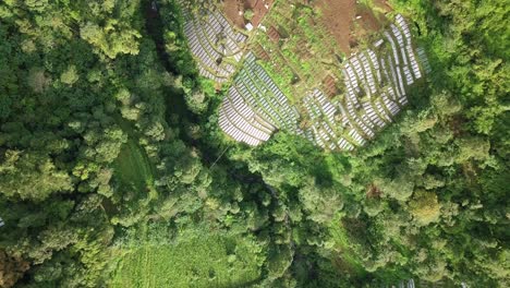 Top-down-drone-footage-of-mountain-with-a-river-flowing-in-its-valley-and-vegetable-plantation---Tropical-mountain-vegetation
