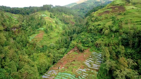 Reveal-drone-footage-slope-of-mountain-that-the-forest-has-been-converted-into-agricultural-land---Deforestation-on-the-hill