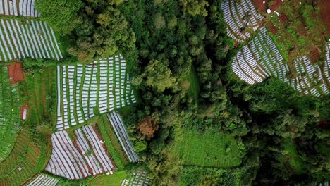 Overhead-drone-shot-of-beautiful-terraced-vegetable-plantation-with-trees-on-the-mountain-valley