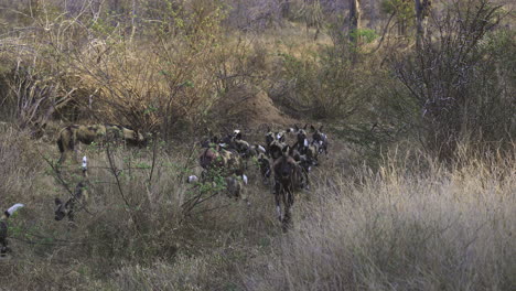 Afrikanischer-Wildhund-Oder-Gemalte-Hunde-Packen-Mit-Einem-Haufen-Welpen-Nach-Erwachsenen