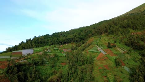 Drone-footage-of-vegetable-plantation-with-forest-on-the-slope-of-tropical-mountain---deforestation-on-the-Sumbing-Mountain,-Indonesia
