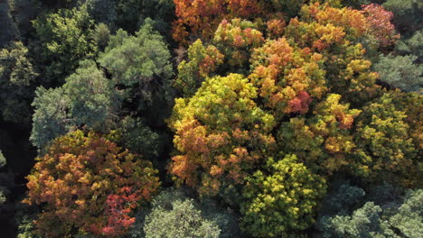 Golden-Autumn-Forest-With-Colorful-Trees,-Aerial-Drone-View