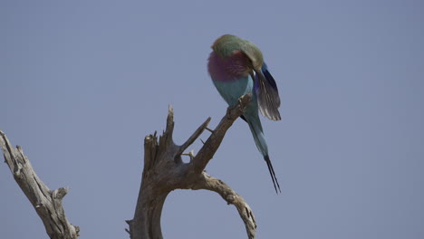 Lilac-breasted-Roller--perched-preening-feathers,-slow-motion