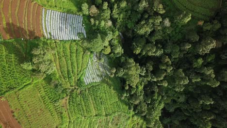 terraced-vegetable-plantation-on-the-side-of-valley-and-forest-on-slope-mountain