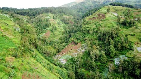 valley-on-the-slope-of-mountain-with-plantation-and-trees