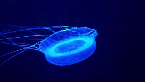 Adult-crystal-jelly,-aldersladia-magnificus,-new-genus-and-species-of-hydromedusa-swimming-and-floating-in-the-water,-emit-green-bioluminescence,-green-fluorescent-protein-around-the-edge-of-its-bell