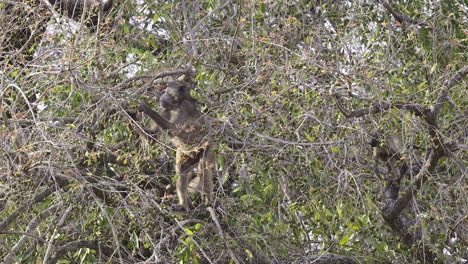 Chacma-Baboon-collecting-Marula-fruits-from-a-tree,-adult-with-mouth-full
