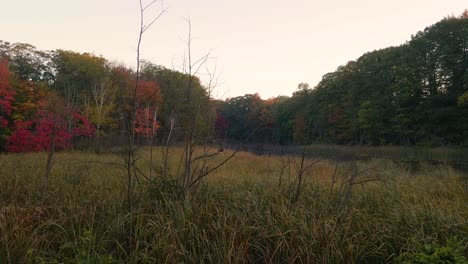 The-Marsh-of-Forest-park-in-Autumn