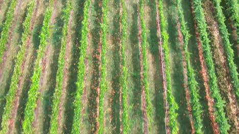 tilt-down-dolly-forward-zoom-shot-of-winery-field-on-a-sunny-day-green-crops-in-canada-bc