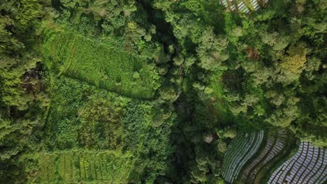 Overhead-drone-shot-of-lush-vegetable-plantation-and-forest-on-the-valley-of-mountain---Tropical-rural-landscape