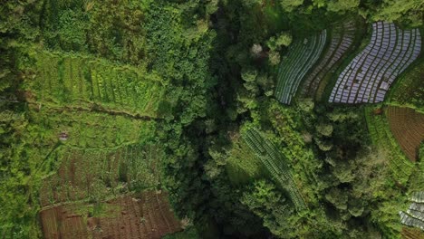 Overhead-drone-shot-of-lush-vegetable-plantation-on-the-valley-of-mountain---Tropical-vegetation-on-the-slope-of-mountain
