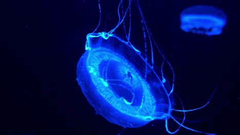 New-genus-and-species-of-hydromedusa,-crystal-jelly,-swimming-and-floating-in-the-water,-emit-green-bioluminescence-light,-green-fluorescent-protein-around-the-edge-of-its-bell