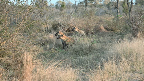 Spotted-Hyena--clan-looking-alert-in-distance