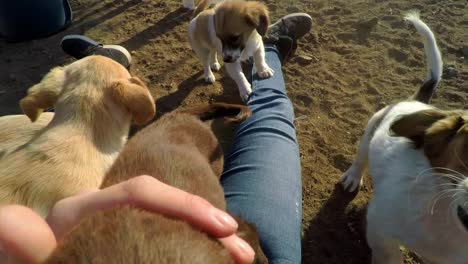 A-point-of-view-shot-of-a-litter-of-puppies-asking-for-attention-and-cuddles-on-lap
