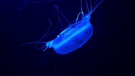 Single-adult-crystal-jelly,-aldersladia-magnificus-swimming-in-the-water,-emit-green-bioluminescence-light,-green-fluorescent-protein-around-the-edge-of-its-bell-against-dark-background
