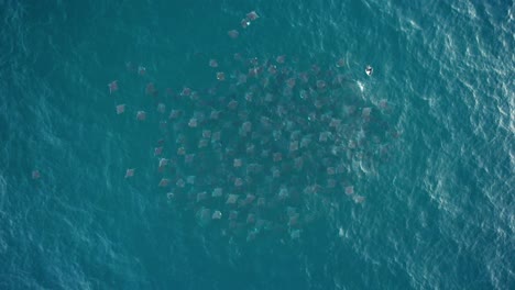 Aerial-view-above-many-Devil-rays-schooling-and-belly-flopping,-in-Mexico---cenital,-drone-shot---Mobula-munkiana
