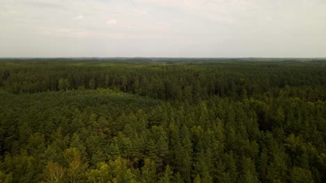 An-aerial-top-view-of-green-treetops-in-a-countryside-forest